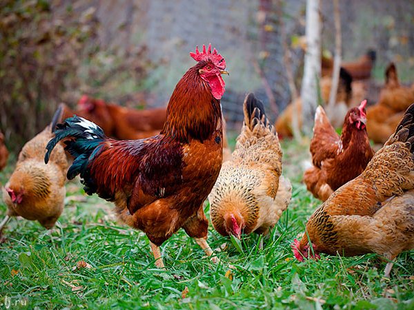 Породы куриц | ЗооТом - продажа, вязка и услуги для животных в Беслане