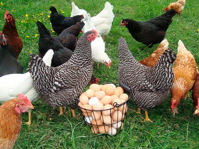 Содержание кур и уход за ними | ЗооТом - продажа, вязка и услуги для животных в Беслане