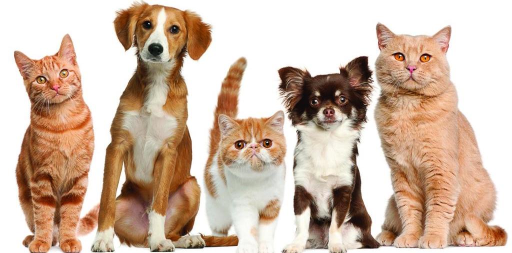 Доска объявлений о животных | ЗооТом - продажа, вязка и услуги для животных в Беслане