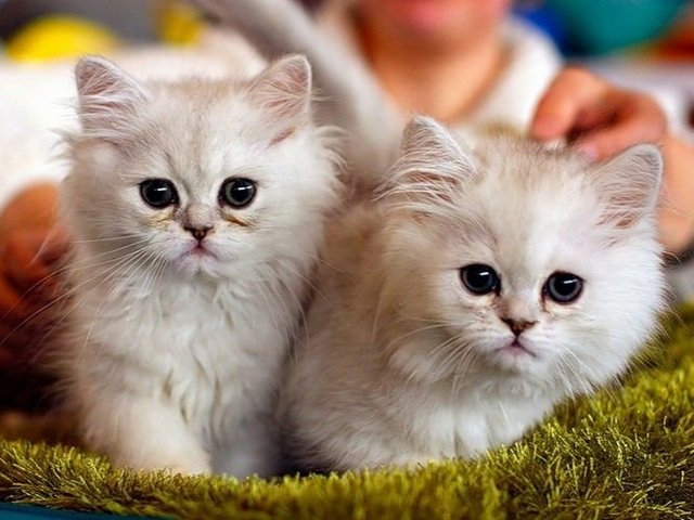 Породы кошек в Беслане | ЗооТом портал о животных