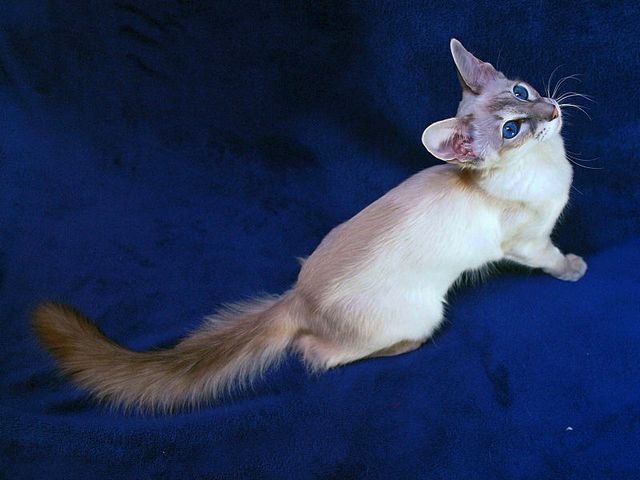 Выведенные породы кошек в Беслане | ЗооТом портал о животных