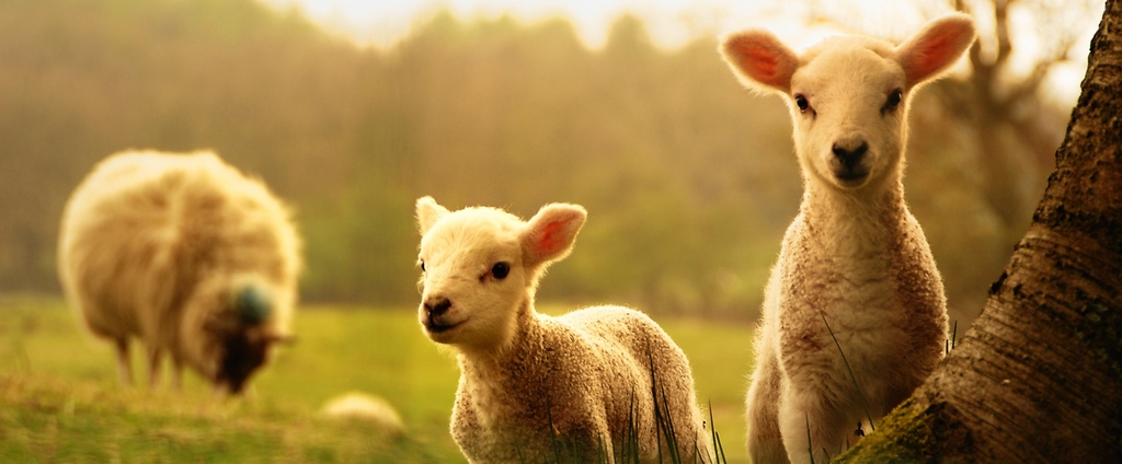 Объявления о сельскохозяйственных животных | ЗооТом - продажа, вязка и услуги для животных в Беслане