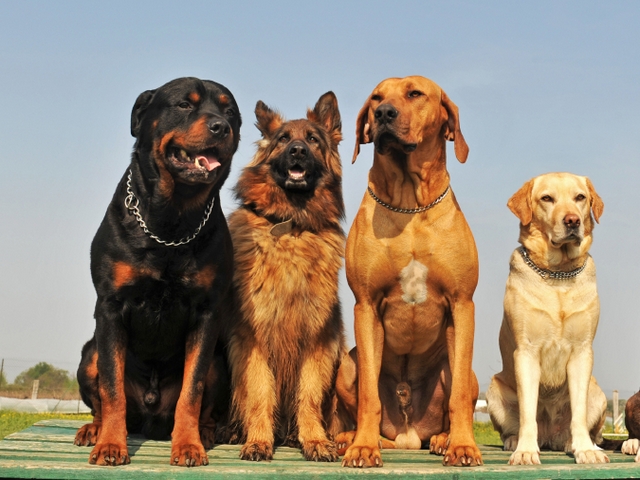 Крупные породы собак в Беслане | ЗооТом портал о животных