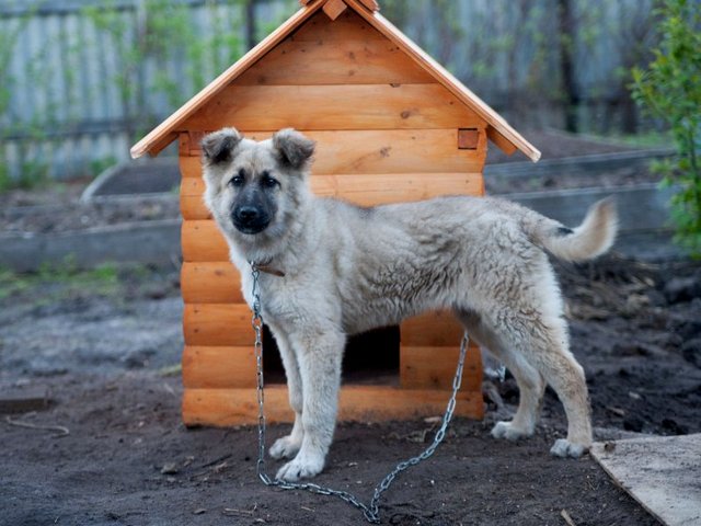 Все о собаках в Беслане Все о собаках в Беслане